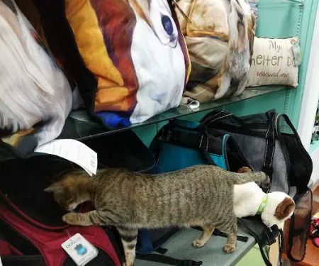 Gurrs & Purrs Boutique