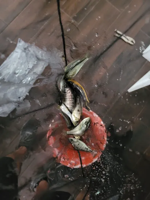 Mikes Cichlids Picture 6