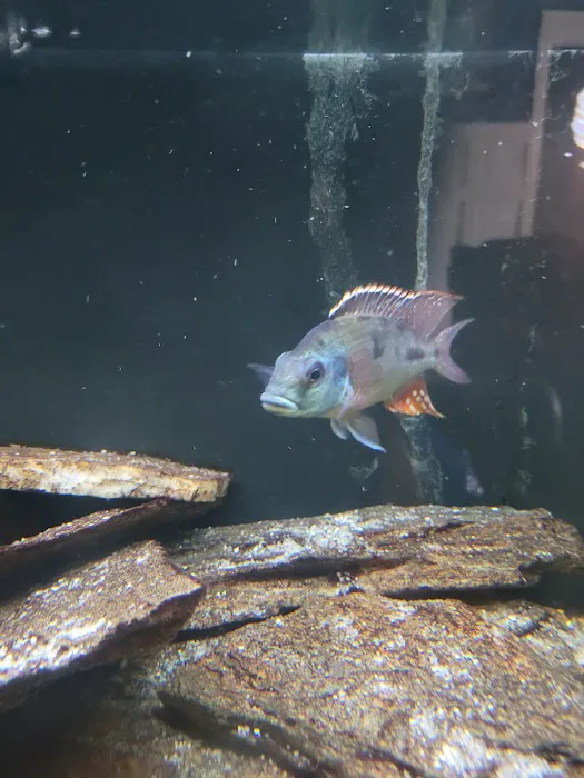 Mikes Cichlids Picture 10