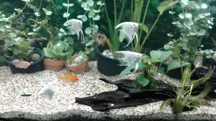 Mikes Cichlids Picture 1