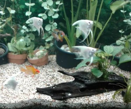 Mikes Cichlids
