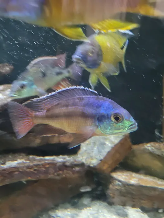 Mikes Cichlids Picture 4
