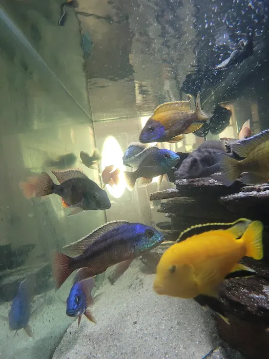 Mikes Cichlids Picture 5