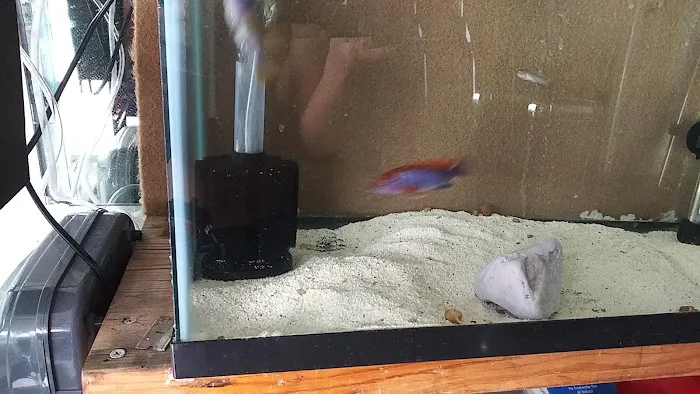 Mikes Cichlids Picture 9