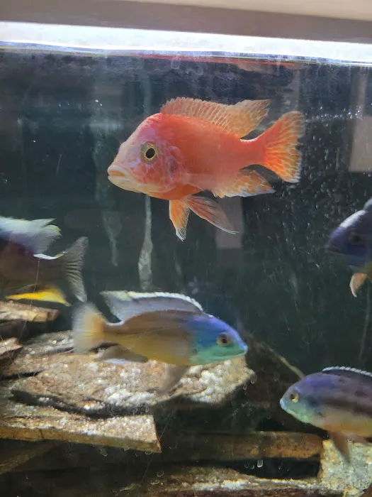 Mikes Cichlids Picture 3