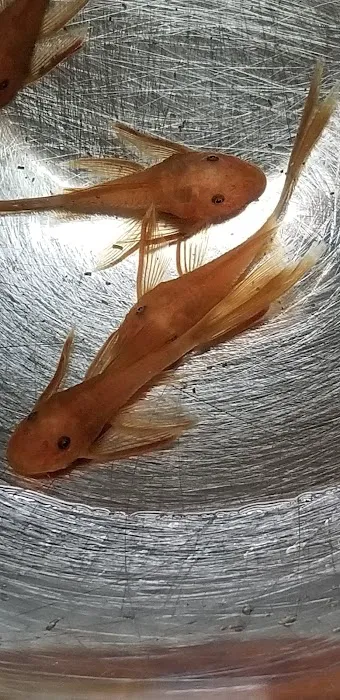 Mikes Cichlids Picture 8