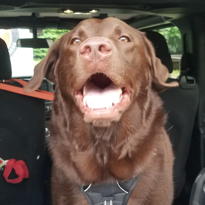 Trailside Veterinary Services Picture 7