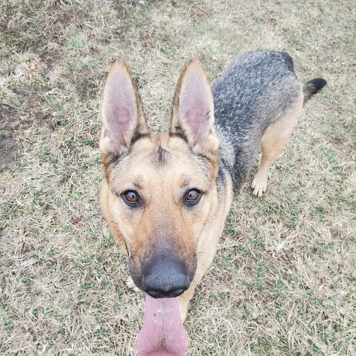 Trailside Veterinary Services Picture 8