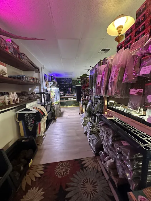 Giant Radioactive Turtle, Reptiles and More! Picture 5