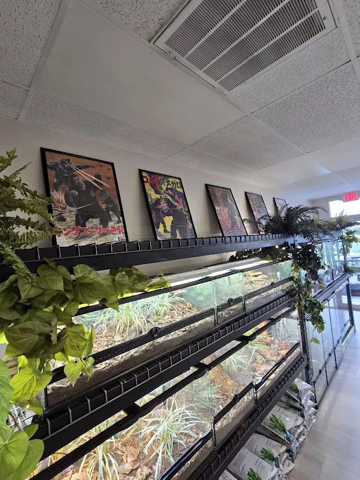 Giant Radioactive Turtle, Reptiles and More! Picture 8