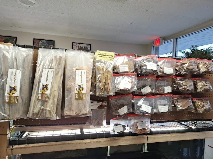 Giant Radioactive Turtle, Reptiles and More! Picture 1