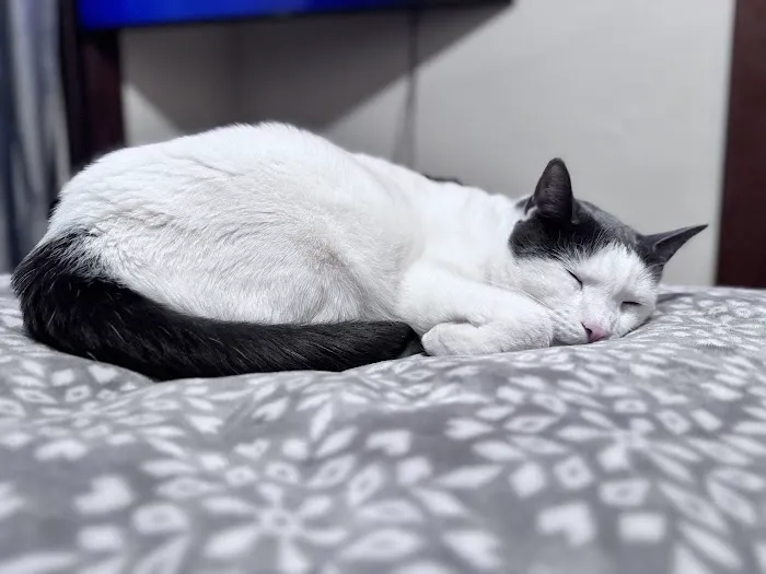 Pioneer Valley Veterinary Hospital, Inc Picture 2