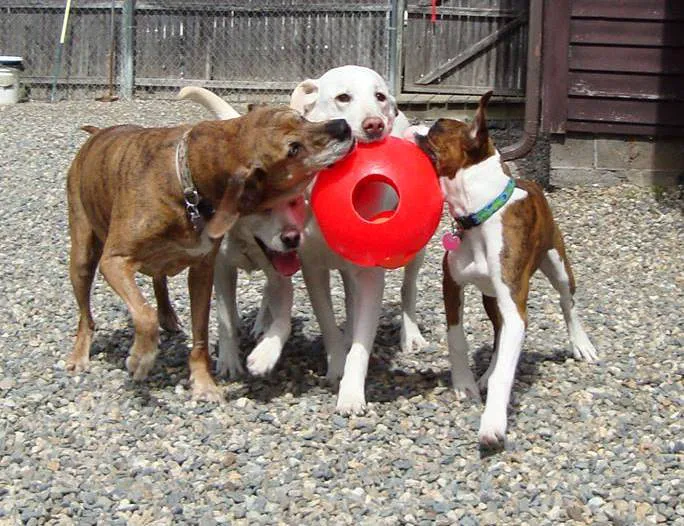 Pioneer Valley Veterinary Hospital, Inc Picture 10