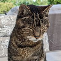 Pioneer Valley Veterinary Hospital, Inc ico