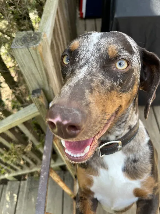 Pioneer Valley Veterinary Hospital, Inc Picture 6