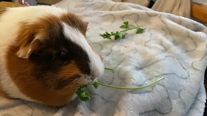 Pioneer Valley Veterinary Hospital, Inc Picture 5