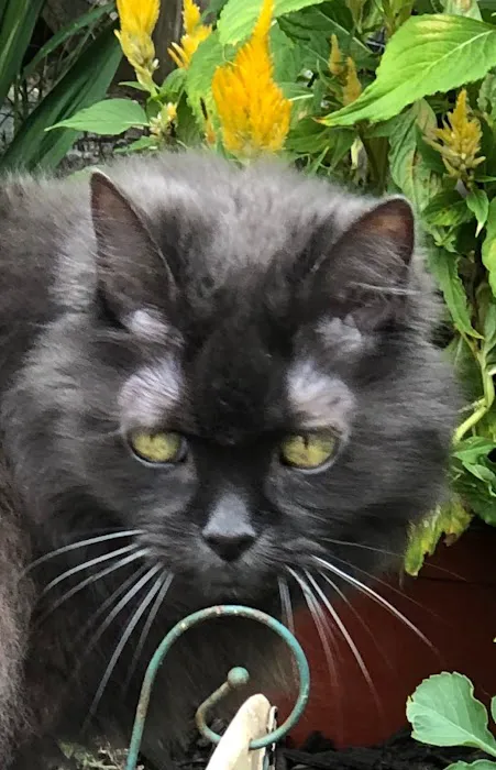 Pioneer Valley Veterinary Hospital, Inc Picture 9