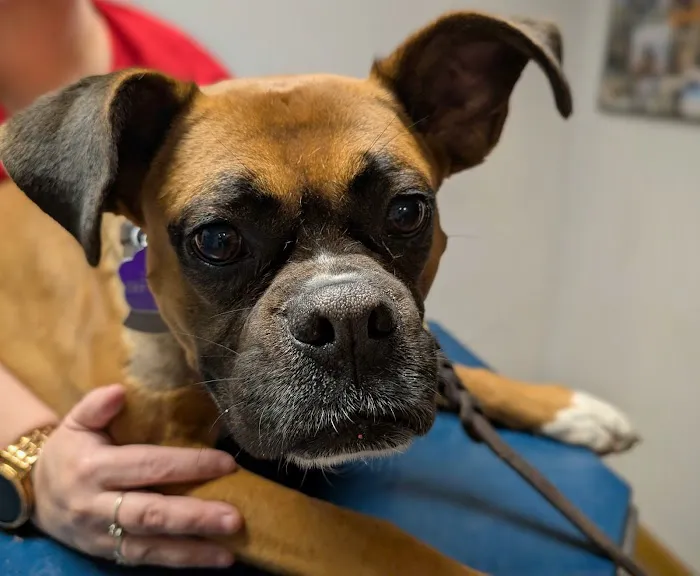 Brookside Animal Hospital Picture 1