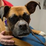 Brookside Animal Hospital