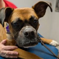 Brookside Animal Hospital ico