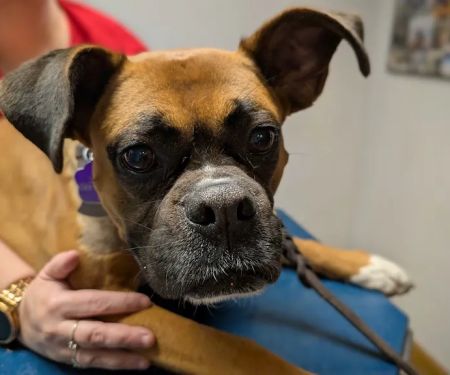 Brookside Animal Hospital