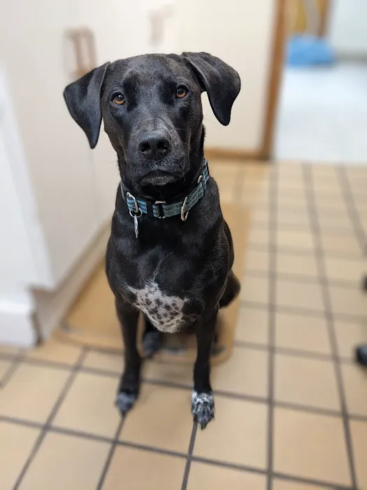 Brookside Animal Hospital Picture 5