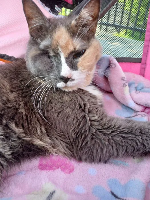 Brookside Animal Hospital Picture 6