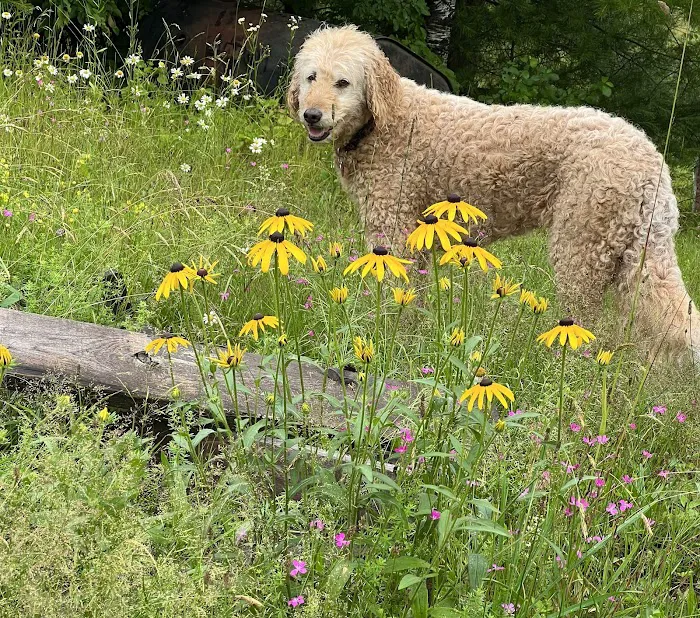 Brookside Animal Hospital Picture 4