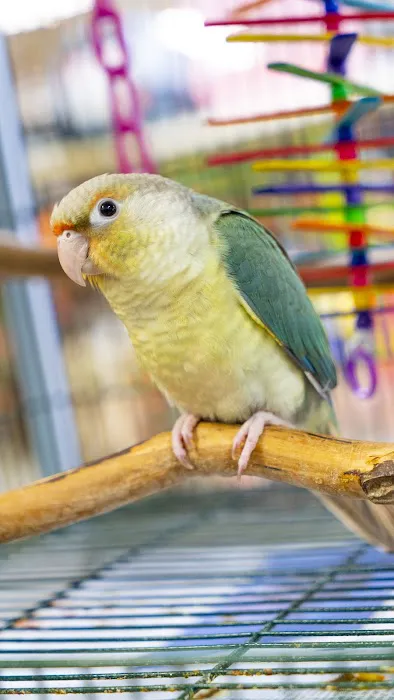 Just4Birds Picture 5