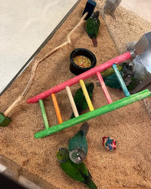 Just4Birds Picture 4