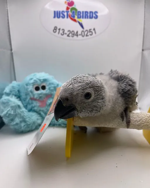 Just4Birds Picture 2