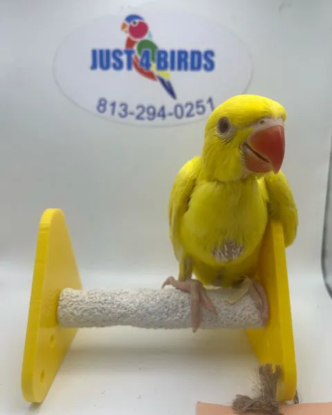 Just4Birds Picture 3