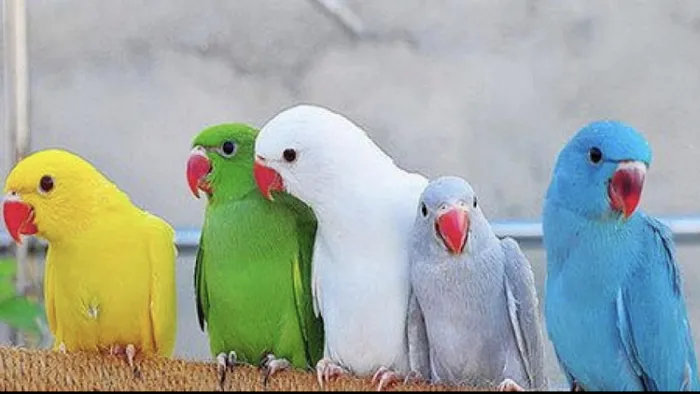 Just4Birds Picture 8