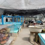 Seaview Wholesale Marine Life