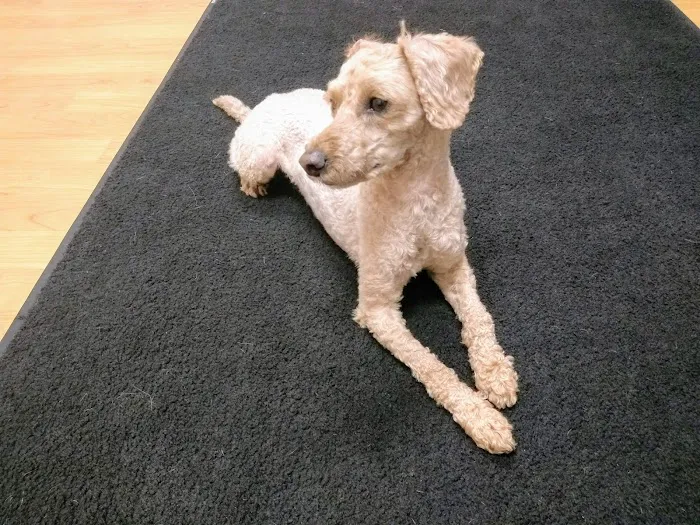 Advanced Veterinary Specialty Center of New England Picture 1