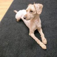 Advanced Veterinary Specialty Center of New England ico