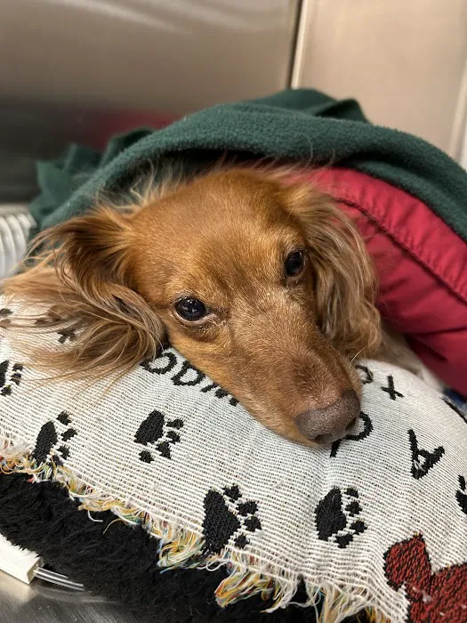 Advanced Veterinary Specialty Center of New England Picture 3