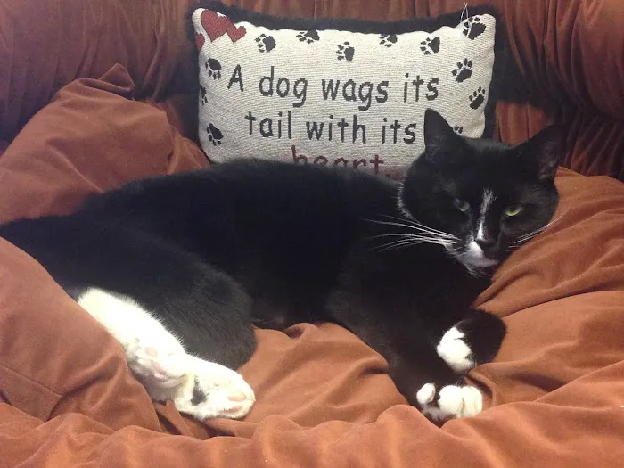 Advanced Veterinary Specialty Center of New England Picture 7