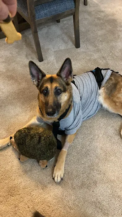 Advanced Veterinary Specialty Center of New England Picture 6