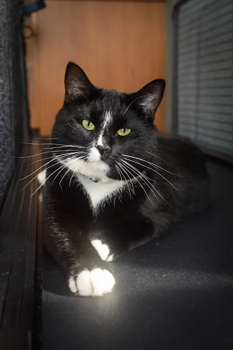 Advanced Veterinary Specialty Center of New England Picture 10