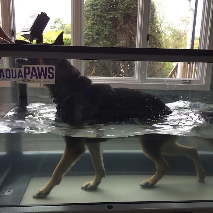 Advanced Veterinary Specialty Center of New England Picture 9