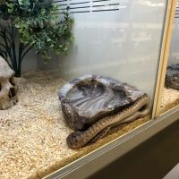 Pet Supplies Plus Valrico ico