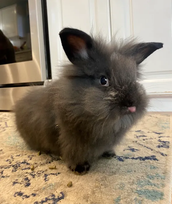 Holmes Family Veterinary Clinic Picture 1