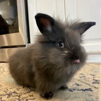 Holmes Family Veterinary Clinic ico