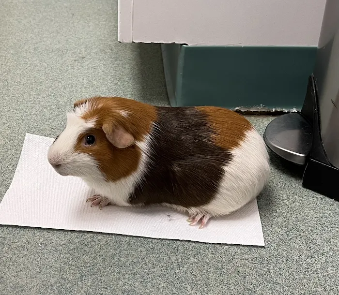 Holmes Family Veterinary Clinic Picture 10