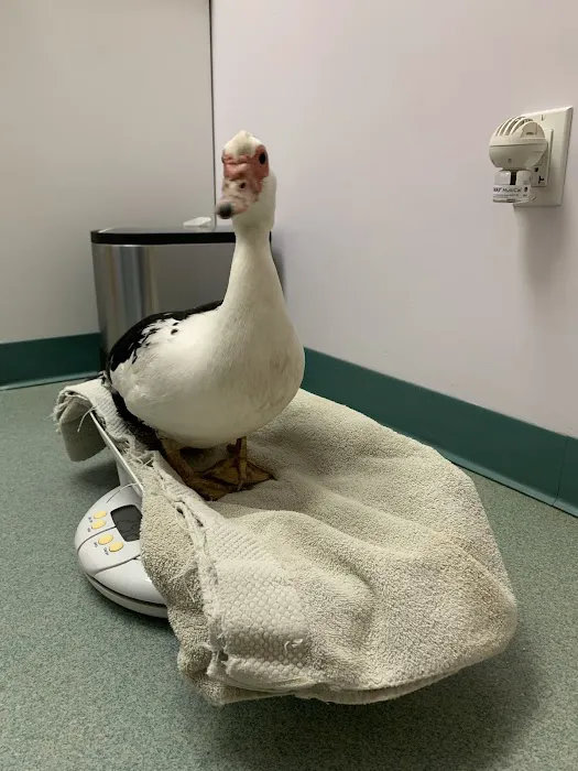 Holmes Family Veterinary Clinic Picture 7