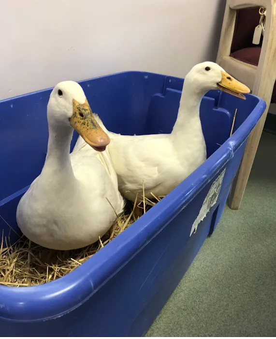 Holmes Family Veterinary Clinic Picture 8