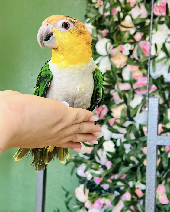 Kimberly's Pet Shop Picture 6