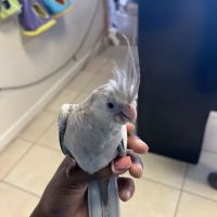 Kimberly's Pet Shop ico