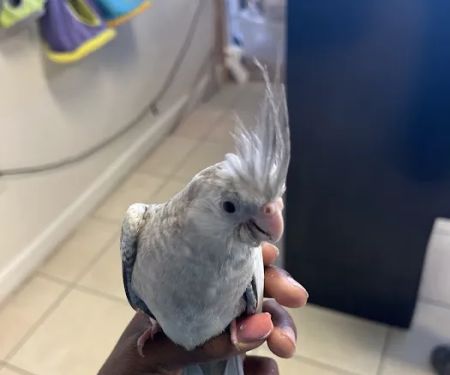 Kimberly's Pet Shop